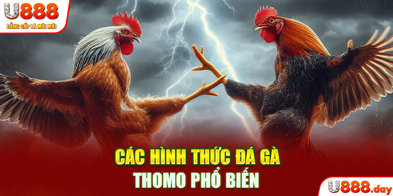 Các hình thức đá gà thomo phổ biến