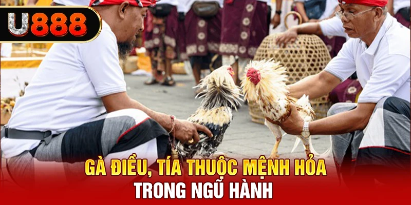 Gà điều, tía thuộc mệnh hỏa trong ngũ hành 