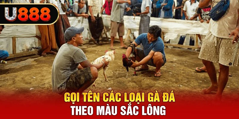 Gọi tên các loại gà đá theo màu sắc lông 