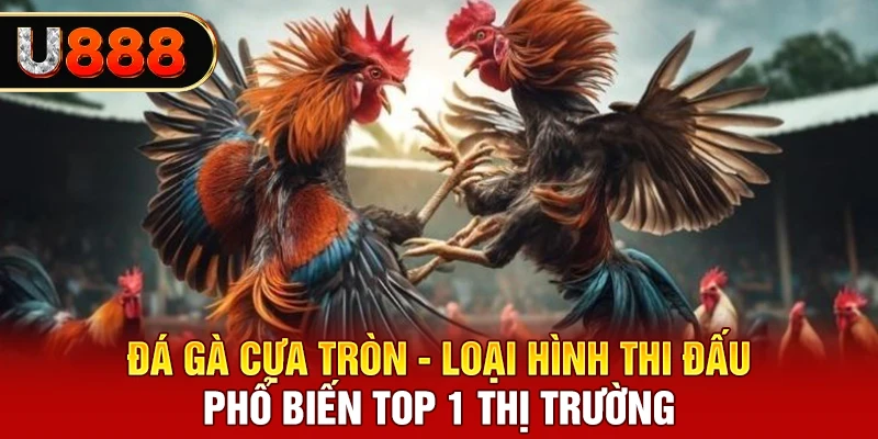 Đá gà cựa tròn