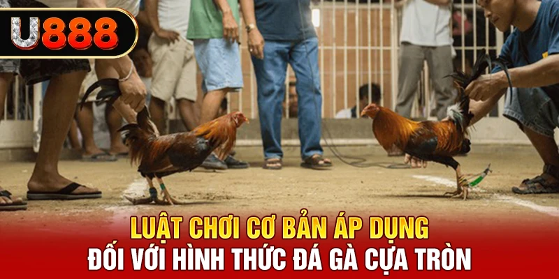 Luật chơi cơ bản áp dụng đối với hình thức đá gà cựa tròn