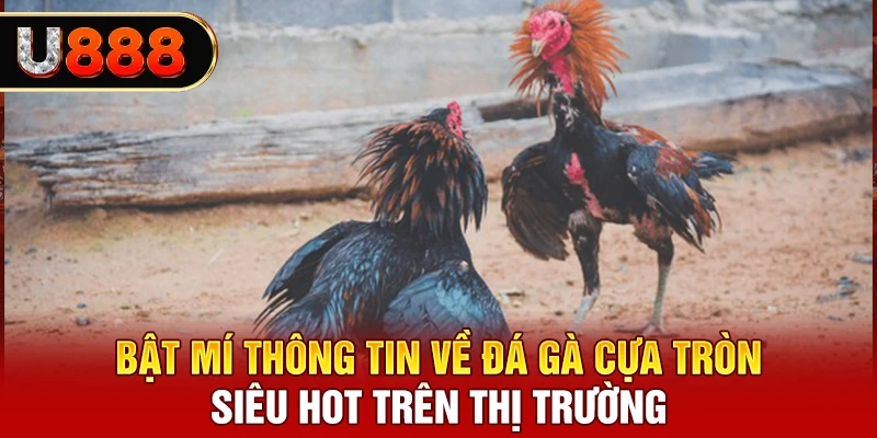 Bật mí thông tin về đá gà cựa tròn siêu hot trên thị trường