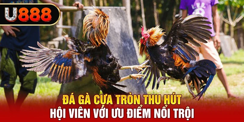 Đá gà cựa tròn thu hút hội viên với ưu điểm nổi trội